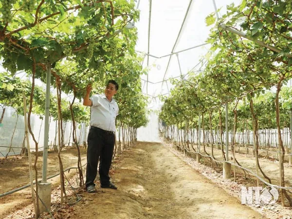 Tải Xuống Và Tham Khảo Hình Ảnh Giàn Nho Đẹp, Mẫu Cây Nho Leo Giàn Cho Sân Thượng, Ban Công