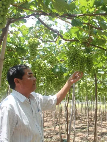 Tải Xuống Và Tham Khảo Hình Ảnh Giàn Nho Đẹp, Mẫu Cây Nho Leo Giàn Cho Sân Thượng, Ban Công
