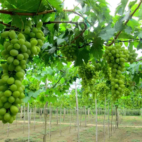 Tải Xuống Và Tham Khảo Hình Ảnh Giàn Nho Đẹp, Mẫu Cây Nho Leo Giàn Cho Sân Thượng, Ban Công
