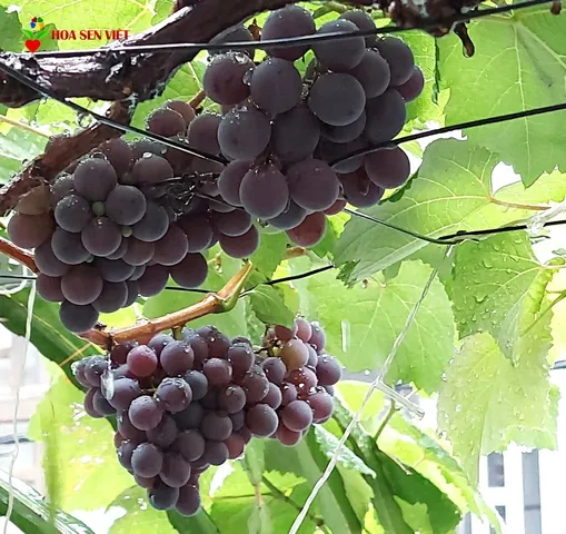 Tải Xuống Và Tham Khảo Hình Ảnh Giàn Nho Đẹp, Mẫu Cây Nho Leo Giàn Cho Sân Thượng, Ban Công