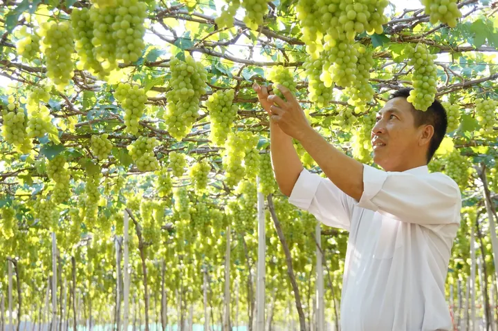 Tải Xuống Và Tham Khảo Hình Ảnh Giàn Nho Đẹp, Mẫu Cây Nho Leo Giàn Cho Sân Thượng, Ban Công