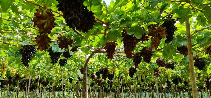 Tải Xuống Và Tham Khảo Hình Ảnh Giàn Nho Đẹp, Mẫu Cây Nho Leo Giàn Cho Sân Thượng, Ban Công