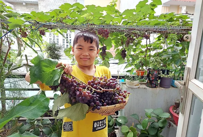 Tải Xuống Và Tham Khảo Hình Ảnh Giàn Nho Đẹp, Mẫu Cây Nho Leo Giàn Cho Sân Thượng, Ban Công