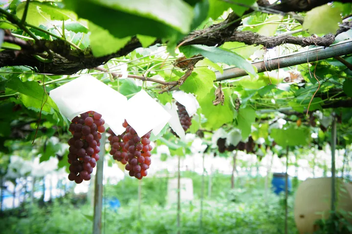 Tải Xuống Và Tham Khảo Hình Ảnh Giàn Nho Đẹp, Mẫu Cây Nho Leo Giàn Cho Sân Thượng, Ban Công