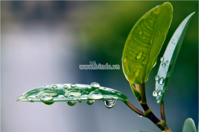 Tải Xuống Và Chiêm Ngưỡng Bộ Sưu Tập Hình Ảnh Giọt Sương Cho Nhà Sáng Tạo Và Người Yêu Thiên Nhiên Kèm Ảnh Giọt Sương Trên Lá, Hoa