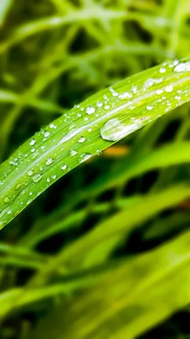 Tải Xuống Và Chiêm Ngưỡng Bộ Sưu Tập Hình Ảnh Giọt Sương Cho Nhà Sáng Tạo Và Người Yêu Thiên Nhiên Kèm Ảnh Giọt Sương Trên Lá, Hoa