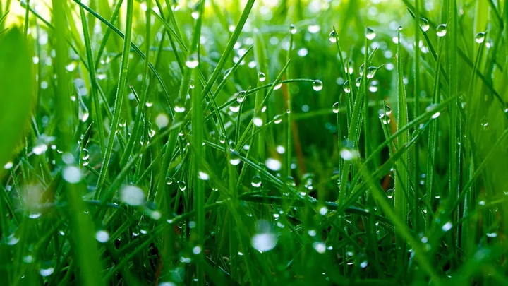 Tải Xuống Và Chiêm Ngưỡng Bộ Sưu Tập Hình Ảnh Giọt Sương Cho Nhà Sáng Tạo Và Người Yêu Thiên Nhiên Kèm Ảnh Giọt Sương Trên Lá, Hoa