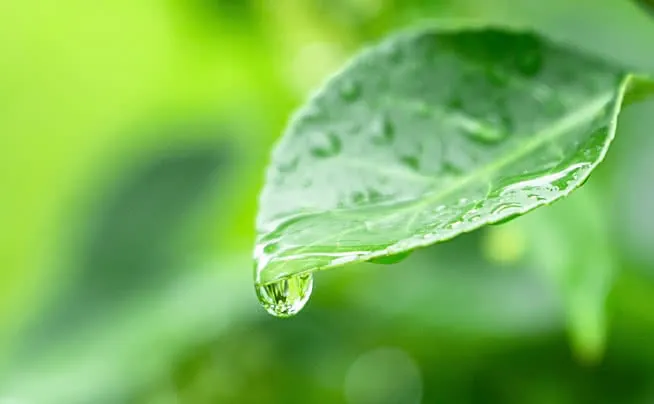 Tải Xuống Và Chiêm Ngưỡng Bộ Sưu Tập Hình Ảnh Giọt Sương Cho Nhà Sáng Tạo Và Người Yêu Thiên Nhiên Kèm Ảnh Giọt Sương Trên Lá, Hoa