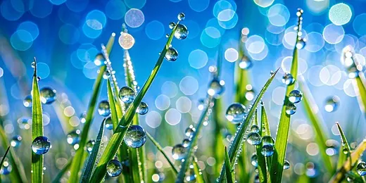 Tải Xuống Và Chiêm Ngưỡng Bộ Sưu Tập Hình Ảnh Giọt Sương Cho Nhà Sáng Tạo Và Người Yêu Thiên Nhiên Kèm Ảnh Giọt Sương Trên Lá, Hoa