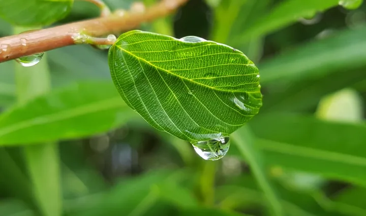 Tải Xuống Và Chiêm Ngưỡng Bộ Sưu Tập Hình Ảnh Giọt Sương Cho Nhà Sáng Tạo Và Người Yêu Thiên Nhiên Kèm Ảnh Giọt Sương Trên Lá, Hoa