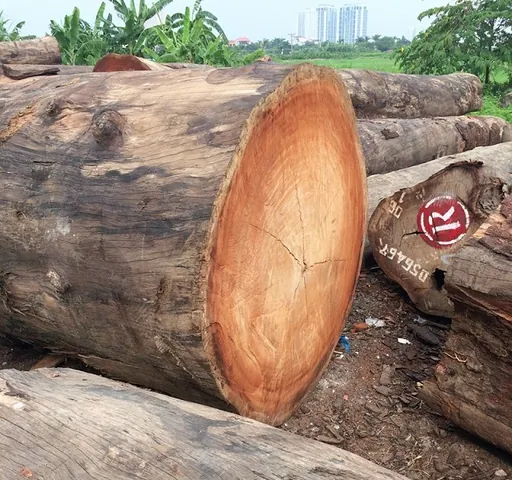 Nhận Diện Hình Ảnh Gỗ Lim Qua Đặc Điểm Vân Gỗ, Màu Sắc Và Các Loại Phổ Biến Cho Gia Chủ Nhận Diện Hình Ảnh Gỗ Lim Qua Đặc Điểm Vân Gỗ, Màu Sắc Và Các Loại Phổ Biến Cho Gia Chủ