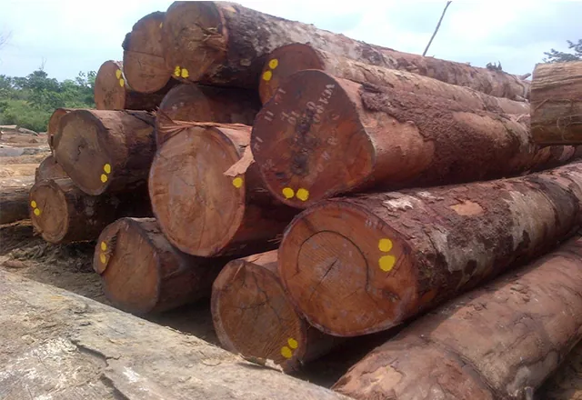 Nhận Diện Hình Ảnh Gỗ Lim Qua Đặc Điểm Vân Gỗ, Màu Sắc Và Các Loại Phổ Biến Cho Gia Chủ Nhận Diện Hình Ảnh Gỗ Lim Qua Đặc Điểm Vân Gỗ, Màu Sắc Và Các Loại Phổ Biến Cho Gia Chủ