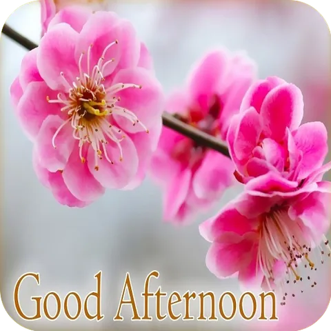 Tải Hình Ảnh Good Afternoon Đẹp Kèm Lời Chúc Ý Nghĩa Cho Người Thân Và Ảnh Động Tải Hình Ảnh Good Afternoon Đẹp Kèm Lời Chúc Ý Nghĩa Cho Người Thân Và Ảnh Động