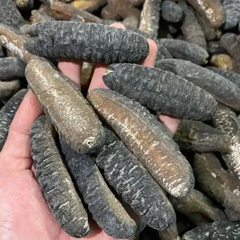 Khám Phá Hình Ảnh Và Đặc Điểm Nhận Diện Hải Sâm (nhân Sâm Biển) Cho Thực Khách Khám Phá Hình Ảnh Và Đặc Điểm Nhận Diện Hải Sâm (nhân Sâm Biển) Cho Thực Khách