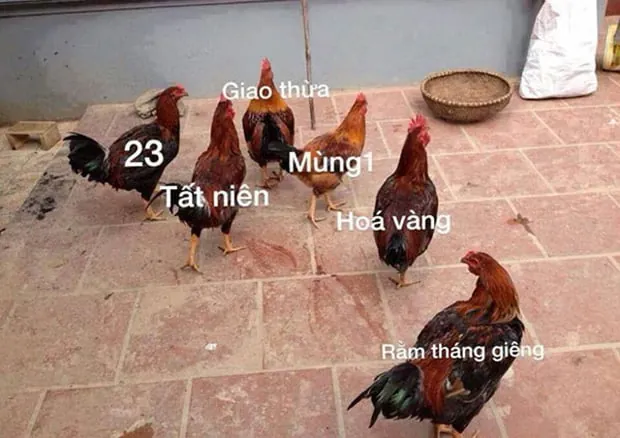 Tổng Hợp Hình Ảnh Hài Tết Và Meme Tết Vui Nhộn Để Chia Sẻ Cho Bạn Bè Dịp Xuân Mới Tổng Hợp Hình Ảnh Hài Tết Và Meme Tết Vui Nhộn Để Chia Sẻ Cho Bạn Bè Dịp Xuân Mới