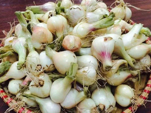 Tổng Hợp Hình Ảnh Hành Muối Thực Tế Và Cách Muối Chuẩn Cho Người Nội Trợ Cùng Các Món Dưa Hành Tổng Hợp Hình Ảnh Hành Muối Thực Tế Và Cách Muối Chuẩn Cho Người Nội Trợ Cùng Các Món Dưa Hành