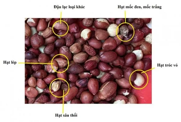 Tải Và Khám Phá Hình Ảnh Hạt Lạc (đậu Phộng): Phân Biệt Lạc Đỏ, Lạc Trắng Cho Người Dùng Tải Và Khám Phá Hình Ảnh Hạt Lạc (đậu Phộng): Phân Biệt Lạc Đỏ, Lạc Trắng Cho Người Dùng