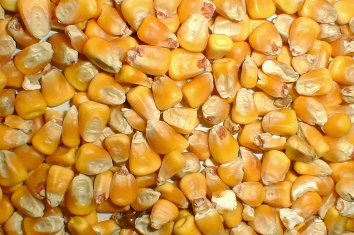 Tải Và Khám Phá Hình Ảnh Hạt Lạc (đậu Phộng): Phân Biệt Lạc Đỏ, Lạc Trắng Cho Người Dùng Tải Và Khám Phá Hình Ảnh Hạt Lạc (đậu Phộng): Phân Biệt Lạc Đỏ, Lạc Trắng Cho Người Dùng