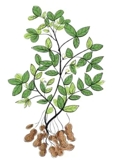 Tải Và Khám Phá Hình Ảnh Hạt Lạc (đậu Phộng): Phân Biệt Lạc Đỏ, Lạc Trắng Cho Người Dùng Tải Và Khám Phá Hình Ảnh Hạt Lạc (đậu Phộng): Phân Biệt Lạc Đỏ, Lạc Trắng Cho Người Dùng