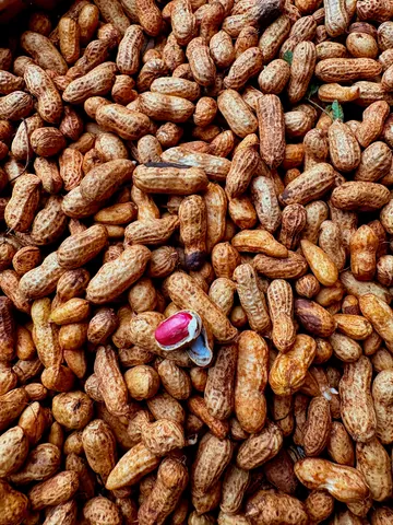 Tải Và Khám Phá Hình Ảnh Hạt Lạc (đậu Phộng): Phân Biệt Lạc Đỏ, Lạc Trắng Cho Người Dùng Tải Và Khám Phá Hình Ảnh Hạt Lạc (đậu Phộng): Phân Biệt Lạc Đỏ, Lạc Trắng Cho Người Dùng