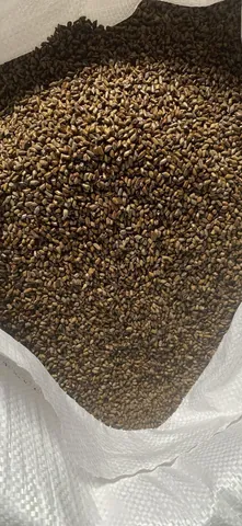Xem Hình Ảnh Hạt Muồng (thảo Quyết Minh) Thực Tế Và Tác Dụng Cho Người Quan Tâm Sức Khỏe Xem Hình Ảnh Hạt Muồng (thảo Quyết Minh) Thực Tế Và Tác Dụng Cho Người Quan Tâm Sức Khỏe
