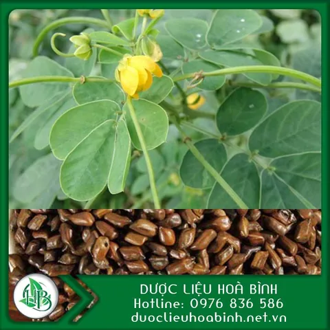 Xem Hình Ảnh Hạt Muồng (thảo Quyết Minh) Thực Tế Và Tác Dụng Cho Người Quan Tâm Sức Khỏe Xem Hình Ảnh Hạt Muồng (thảo Quyết Minh) Thực Tế Và Tác Dụng Cho Người Quan Tâm Sức Khỏe
