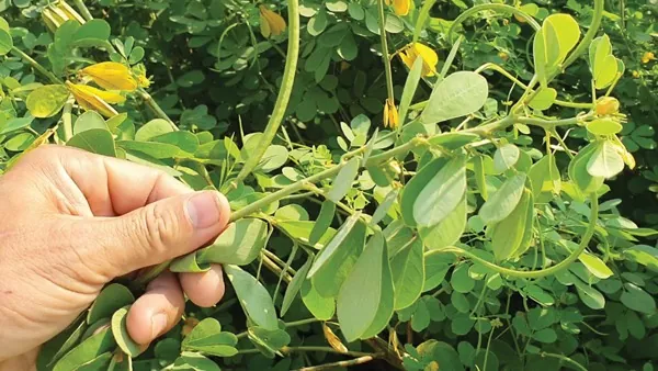Xem Hình Ảnh Hạt Muồng (thảo Quyết Minh) Thực Tế Và Tác Dụng Cho Người Quan Tâm Sức Khỏe Xem Hình Ảnh Hạt Muồng (thảo Quyết Minh) Thực Tế Và Tác Dụng Cho Người Quan Tâm Sức Khỏe