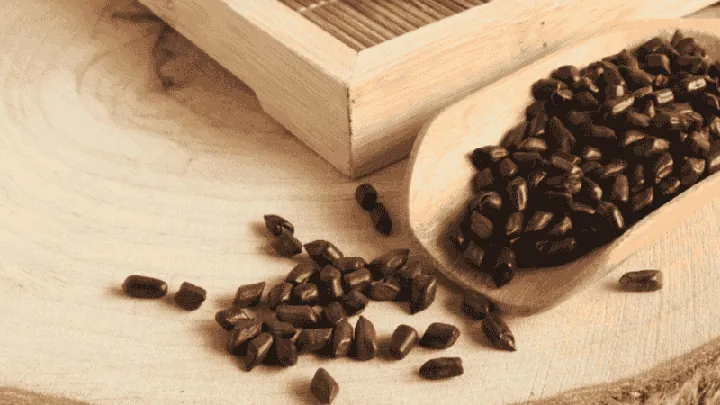 Xem Hình Ảnh Hạt Muồng (thảo Quyết Minh) Thực Tế Và Tác Dụng Cho Người Quan Tâm Sức Khỏe Xem Hình Ảnh Hạt Muồng (thảo Quyết Minh) Thực Tế Và Tác Dụng Cho Người Quan Tâm Sức Khỏe