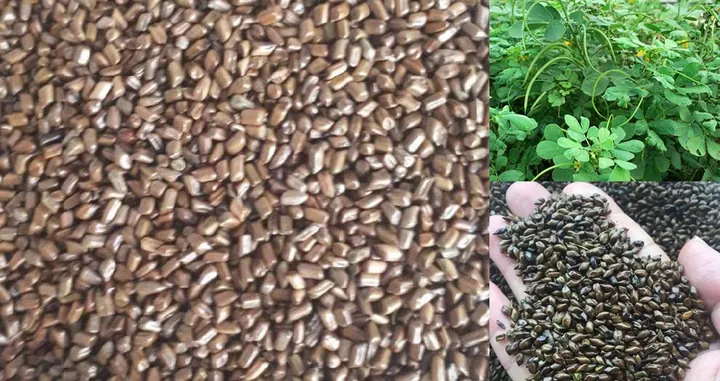 Xem Hình Ảnh Hạt Muồng (thảo Quyết Minh) Thực Tế Và Tác Dụng Cho Người Quan Tâm Sức Khỏe Xem Hình Ảnh Hạt Muồng (thảo Quyết Minh) Thực Tế Và Tác Dụng Cho Người Quan Tâm Sức Khỏe