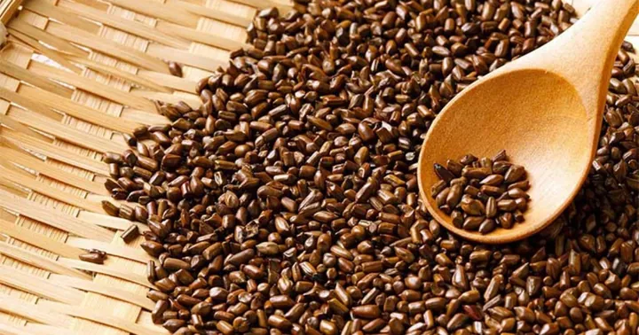 Xem Hình Ảnh Hạt Muồng (thảo Quyết Minh) Thực Tế Và Tác Dụng Cho Người Quan Tâm Sức Khỏe Xem Hình Ảnh Hạt Muồng (thảo Quyết Minh) Thực Tế Và Tác Dụng Cho Người Quan Tâm Sức Khỏe