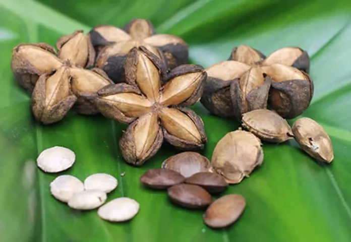 Xem Hình Ảnh Hạt Sachi Thực Tế Cho Người Quan Tâm: Nhận Diện Quả Sacha Inchi Và Lợi Ích Sức Khỏe Xem Hình Ảnh Hạt Sachi Thực Tế Cho Người Quan Tâm: Nhận Diện Quả Sacha Inchi Và Lợi Ích Sức Khỏe