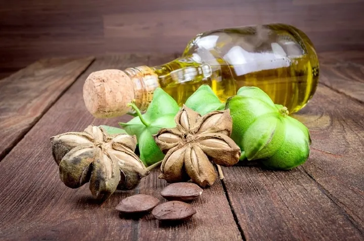 Xem Hình Ảnh Hạt Sachi Thực Tế Cho Người Quan Tâm: Nhận Diện Quả Sacha Inchi Và Lợi Ích Sức Khỏe Xem Hình Ảnh Hạt Sachi Thực Tế Cho Người Quan Tâm: Nhận Diện Quả Sacha Inchi Và Lợi Ích Sức Khỏe