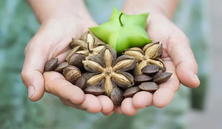 Xem Hình Ảnh Hạt Sachi Thực Tế Cho Người Quan Tâm: Nhận Diện Quả Sacha Inchi Và Lợi Ích Sức Khỏe Xem Hình Ảnh Hạt Sachi Thực Tế Cho Người Quan Tâm: Nhận Diện Quả Sacha Inchi Và Lợi Ích Sức Khỏe