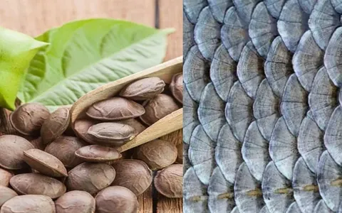 Xem Hình Ảnh Hạt Sachi Thực Tế Cho Người Quan Tâm: Nhận Diện Quả Sacha Inchi Và Lợi Ích Sức Khỏe Xem Hình Ảnh Hạt Sachi Thực Tế Cho Người Quan Tâm: Nhận Diện Quả Sacha Inchi Và Lợi Ích Sức Khỏe