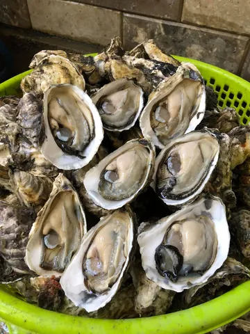 Xem Hình Ảnh Hàu Sữa Thực Tế & Phân Biệt Với Hàu Đá Cho Người Mua Hải Sản Xem Hình Ảnh Hàu Sữa Thực Tế & Phân Biệt Với Hàu Đá Cho Người Mua Hải Sản