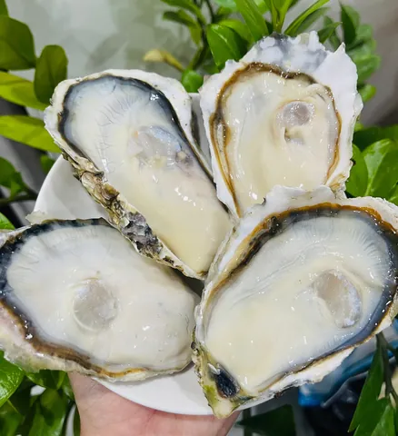 Xem Hình Ảnh Hàu Sữa Thực Tế & Phân Biệt Với Hàu Đá Cho Người Mua Hải Sản Xem Hình Ảnh Hàu Sữa Thực Tế & Phân Biệt Với Hàu Đá Cho Người Mua Hải Sản
