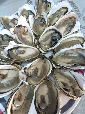 Xem Hình Ảnh Hàu Sữa Thực Tế & Phân Biệt Với Hàu Đá Cho Người Mua Hải Sản Xem Hình Ảnh Hàu Sữa Thực Tế & Phân Biệt Với Hàu Đá Cho Người Mua Hải Sản