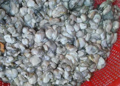 Xem Hình Ảnh Hàu Sữa Thực Tế & Phân Biệt Với Hàu Đá Cho Người Mua Hải Sản Xem Hình Ảnh Hàu Sữa Thực Tế & Phân Biệt Với Hàu Đá Cho Người Mua Hải Sản