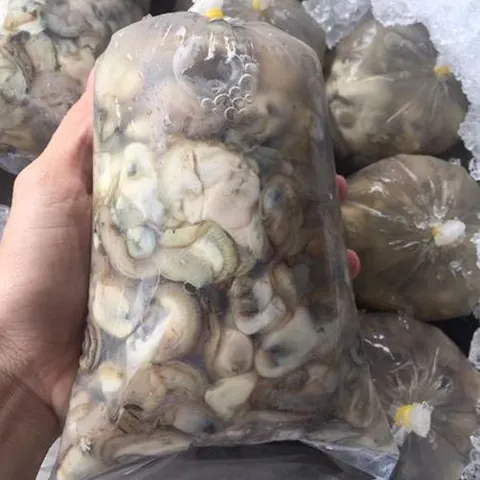 Xem Hình Ảnh Hàu Sữa Thực Tế & Phân Biệt Với Hàu Đá Cho Người Mua Hải Sản Xem Hình Ảnh Hàu Sữa Thực Tế & Phân Biệt Với Hàu Đá Cho Người Mua Hải Sản