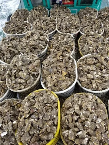 Xem Hình Ảnh Hàu Sữa Thực Tế & Phân Biệt Với Hàu Đá Cho Người Mua Hải Sản Xem Hình Ảnh Hàu Sữa Thực Tế & Phân Biệt Với Hàu Đá Cho Người Mua Hải Sản