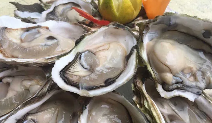 Xem Hình Ảnh Hàu Sữa Thực Tế & Phân Biệt Với Hàu Đá Cho Người Mua Hải Sản Xem Hình Ảnh Hàu Sữa Thực Tế & Phân Biệt Với Hàu Đá Cho Người Mua Hải Sản