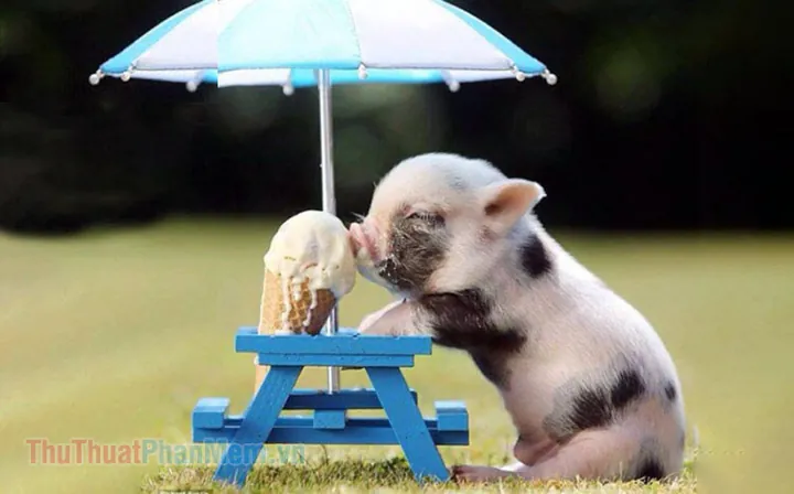 Tải Về 2000+ Hình Ảnh Heo Mập Cute, Hình Nền Heo Con Đẹp Hd/4k Cho Điện Thoại & Máy Tính Miễn Phí Tải Về 2000+ Hình Ảnh Heo Mập Cute, Hình Nền Heo Con Đẹp Hd/4k Cho Điện Thoại & Máy Tính Miễn Phí