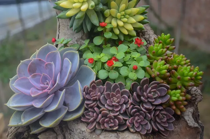 Chiêm Ngưỡng Và Tải Xuống Hình Ảnh Hoa Đá (sen Đá) Đẹp Nhất Cho Điện Thoại Và Máy Tính Cùng Các Loài Sen Đá Phổ Biến Chiêm Ngưỡng Và Tải Xuống Hình Ảnh Hoa Đá (sen Đá) Đẹp Nhất Cho Điện Thoại Và Máy Tính Cùng Các Loài Sen Đá Phổ Biến