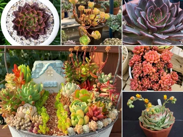 Chiêm Ngưỡng Và Tải Xuống Hình Ảnh Hoa Đá (sen Đá) Đẹp Nhất Cho Điện Thoại Và Máy Tính Cùng Các Loài Sen Đá Phổ Biến Chiêm Ngưỡng Và Tải Xuống Hình Ảnh Hoa Đá (sen Đá) Đẹp Nhất Cho Điện Thoại Và Máy Tính Cùng Các Loài Sen Đá Phổ Biến