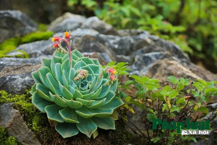 Chiêm Ngưỡng Và Tải Xuống Hình Ảnh Hoa Đá (sen Đá) Đẹp Nhất Cho Điện Thoại Và Máy Tính Cùng Các Loài Sen Đá Phổ Biến Chiêm Ngưỡng Và Tải Xuống Hình Ảnh Hoa Đá (sen Đá) Đẹp Nhất Cho Điện Thoại Và Máy Tính Cùng Các Loài Sen Đá Phổ Biến