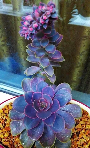 Chiêm Ngưỡng Và Tải Xuống Hình Ảnh Hoa Đá (sen Đá) Đẹp Nhất Cho Điện Thoại Và Máy Tính Cùng Các Loài Sen Đá Phổ Biến Chiêm Ngưỡng Và Tải Xuống Hình Ảnh Hoa Đá (sen Đá) Đẹp Nhất Cho Điện Thoại Và Máy Tính Cùng Các Loài Sen Đá Phổ Biến