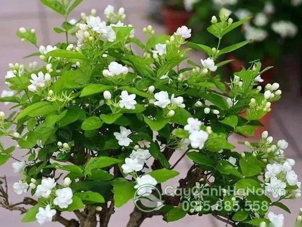 Tải Về Hình Ảnh Hoa Lài (hoa Nhài) Ý Nghĩa Và Các Loài Lài Ta, Lài Tây Cho Điện Thoại, Máy Tính