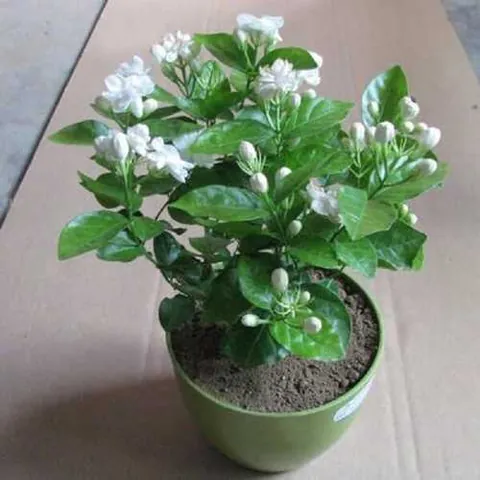 Tải Về Hình Ảnh Hoa Lài (hoa Nhài) Ý Nghĩa Và Các Loài Lài Ta, Lài Tây Cho Điện Thoại, Máy Tính