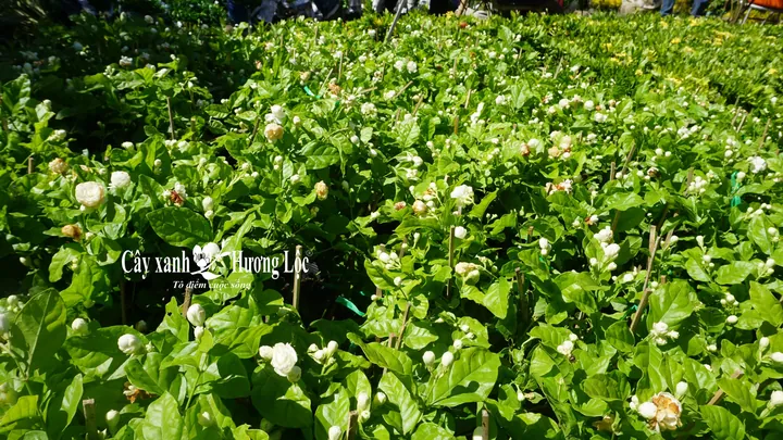 Tải Về Hình Ảnh Hoa Lài (hoa Nhài) Ý Nghĩa Và Các Loài Lài Ta, Lài Tây Cho Điện Thoại, Máy Tính