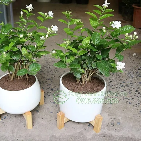 Tải Về Hình Ảnh Hoa Lài (hoa Nhài) Ý Nghĩa Và Các Loài Lài Ta, Lài Tây Cho Điện Thoại, Máy Tính